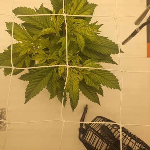 Bubba Kush growlog photo: 16:30