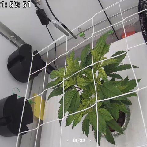 Bubba Kush growlog photo: 2150