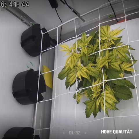 Bubba Kush growlog photo: 06:30
Eisenmangel vermutet,