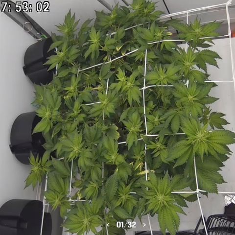Bubba Kush growlog photo: Scrog