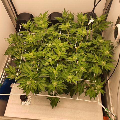 Bubba Kush growlog timeline photo