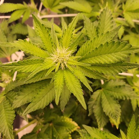 Bubba Kush growlog timeline photo