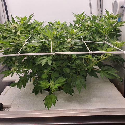Bubba Kush growlog timeline photo