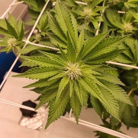 Bubba Kush growlog timeline photo