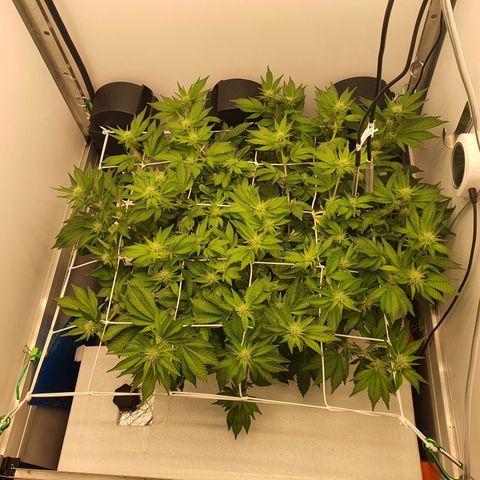Bubba Kush growlog timeline photo