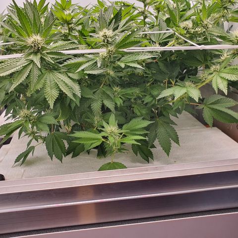 Bubba Kush growlog timeline photo