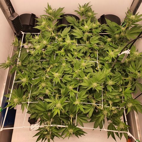 Bubba Kush growlog timeline photo