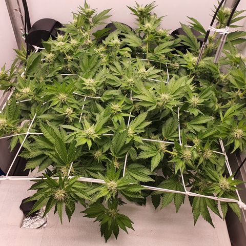 Bubba Kush growlog timeline photo