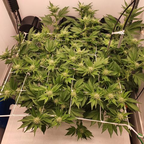 Bubba Kush growlog timeline photo