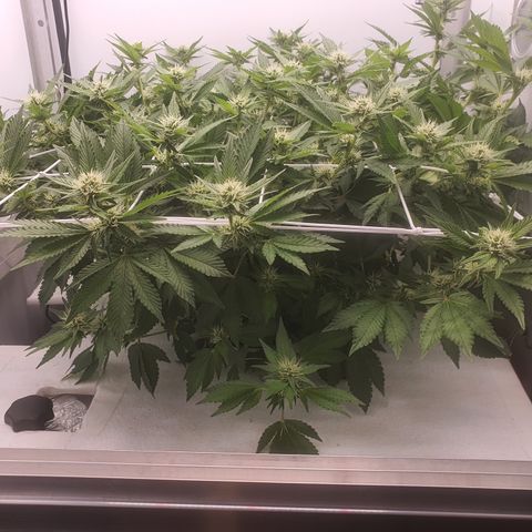 Bubba Kush growlog photo: Terpene kommen