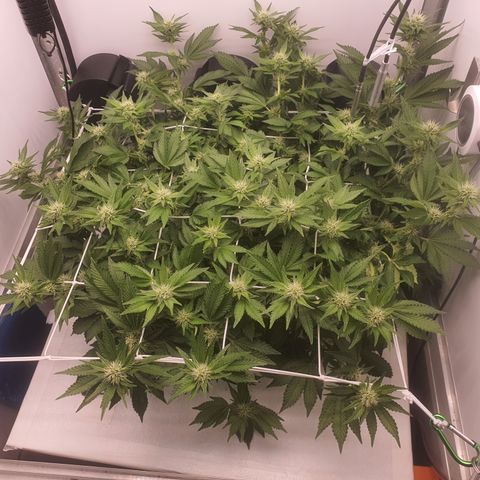 Bubba Kush growlog photo: Terpene kommen