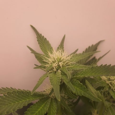 Bubba Kush growlog photo: Terpene kommen