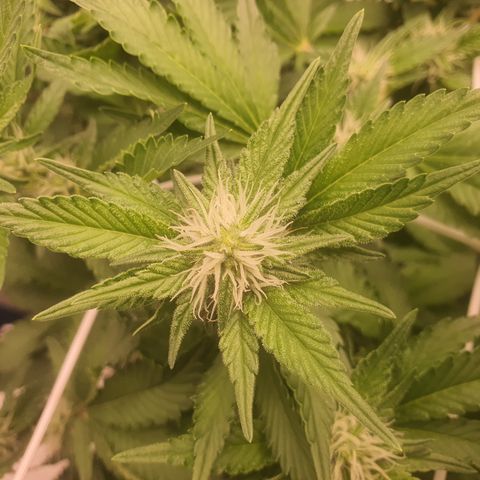Bubba Kush growlog photo: Terpene kommen