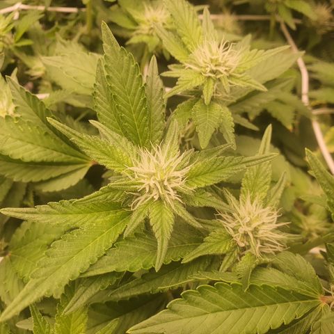 Bubba Kush growlog photo: Terpene kommen