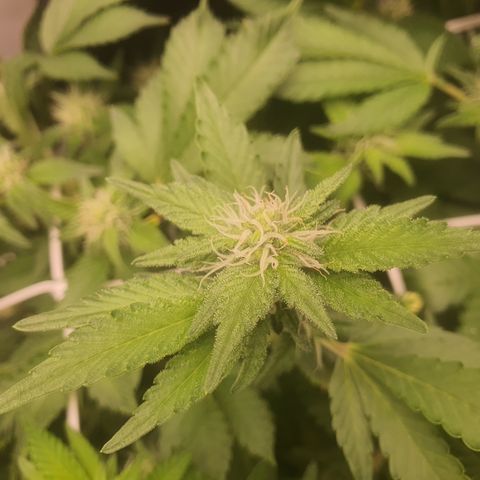 Bubba Kush growlog photo: Terpene kommen