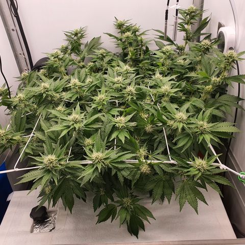 Bubba Kush growlog photo: 1800