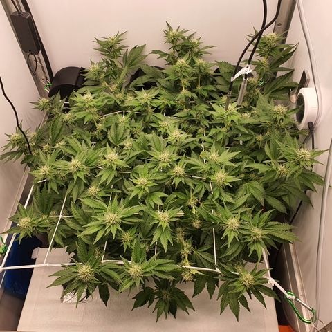 Bubba Kush growlog photo: 1800