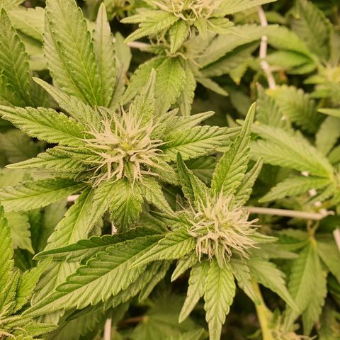 Bubba Kush growlog photo: 1800