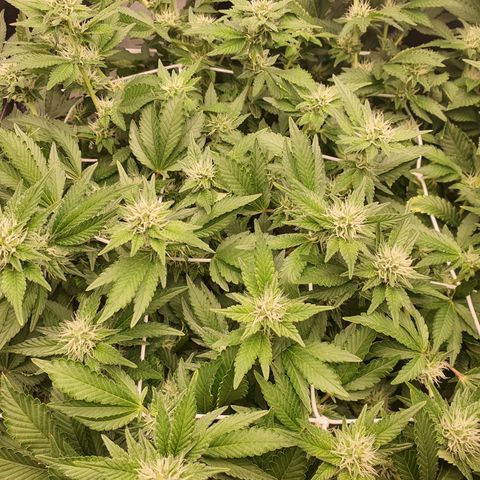 Bubba Kush growlog timeline photo