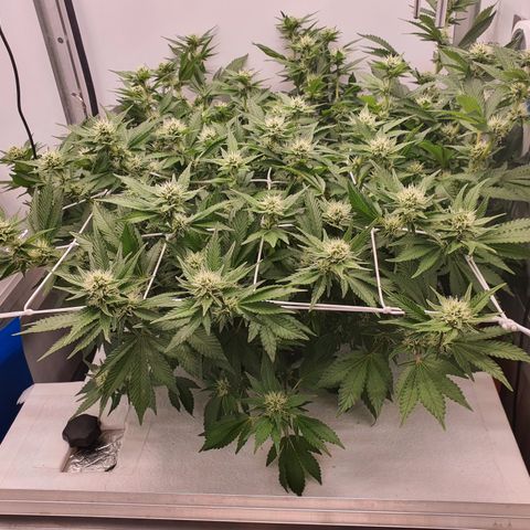 Bubba Kush growlog timeline photo