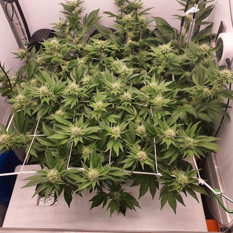 Bubba Kush growlog timeline photo