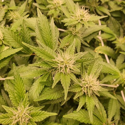 Bubba Kush growlog timeline photo