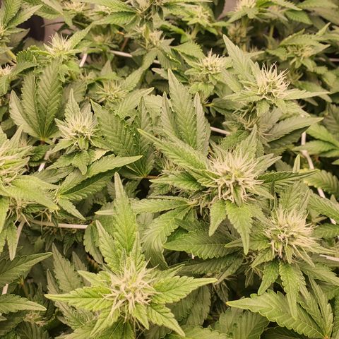 Bubba Kush growlog photo: 1600 