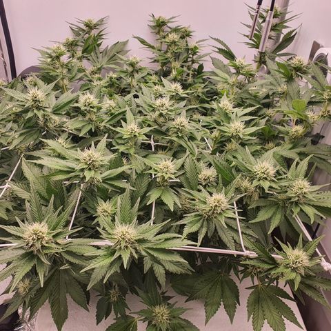 Bubba Kush growlog photo: 1600 