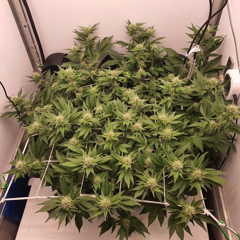 Bubba Kush growlog photo: 1600 