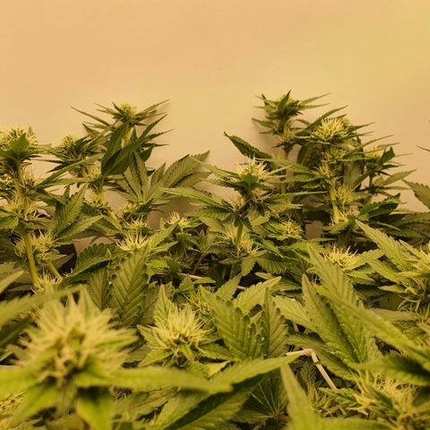Bubba Kush growlog photo: 1600 