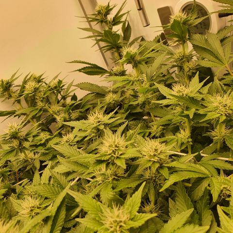 Bubba Kush growlog photo: 1600 
