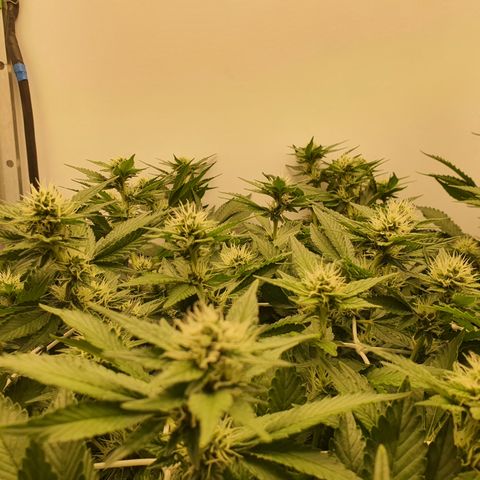 Bubba Kush growlog photo: 1600 
