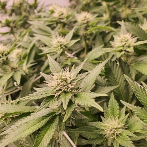Bubba Kush growlog photo: 1600 