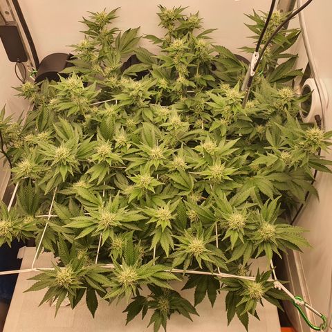 Bubba Kush growlog timeline photo