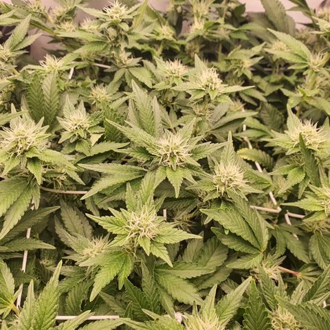 Bubba Kush growlog timeline photo