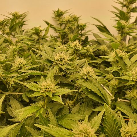 Bubba Kush growlog timeline photo