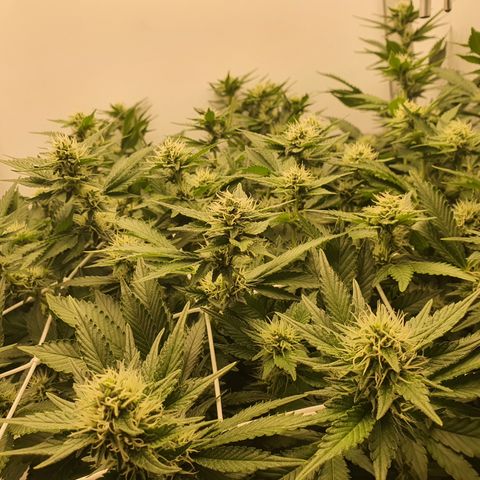 Bubba Kush growlog timeline photo