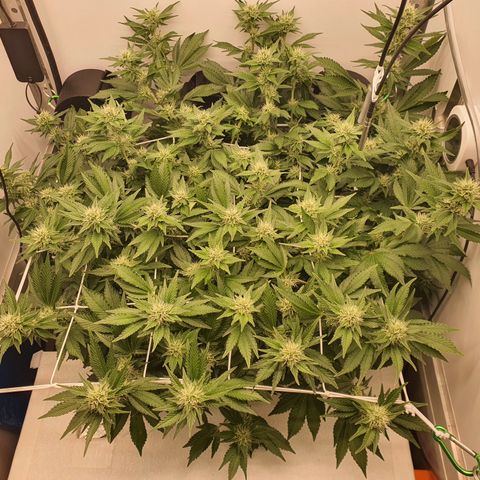 Bubba Kush growlog timeline photo