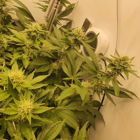 Bubba Kush growlog timeline photo