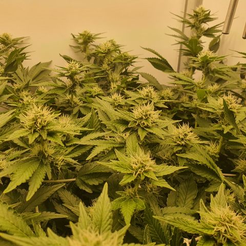 Bubba Kush growlog timeline photo