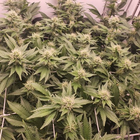 Bubba Kush growlog timeline photo