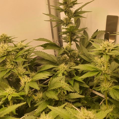 Bubba Kush growlog timeline photo