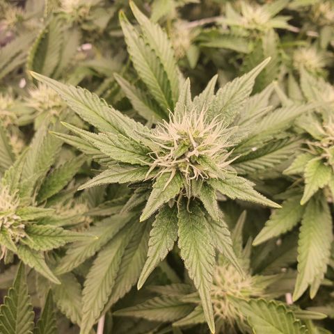 Bubba Kush growlog timeline photo