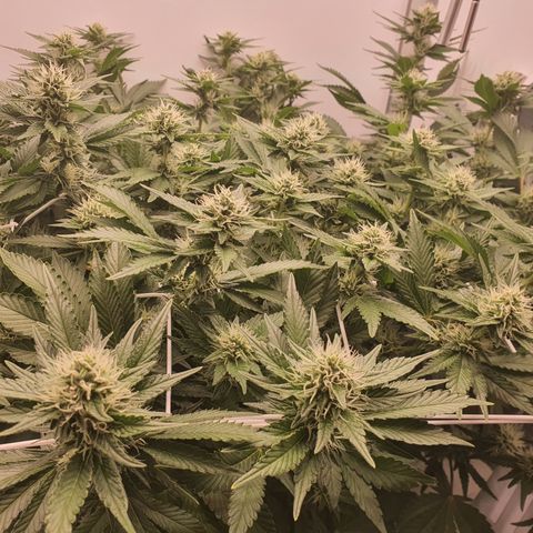 Bubba Kush growlog timeline photo
