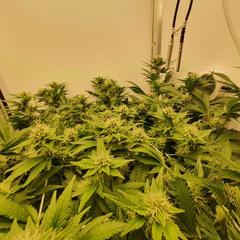 Bubba Kush growlog timeline photo