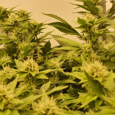 Bubba Kush growlog timeline photo