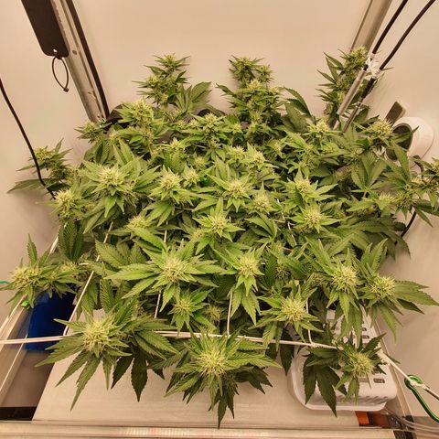 Bubba Kush growlog timeline photo