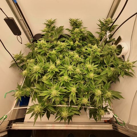 Bubba Kush growlog timeline photo
