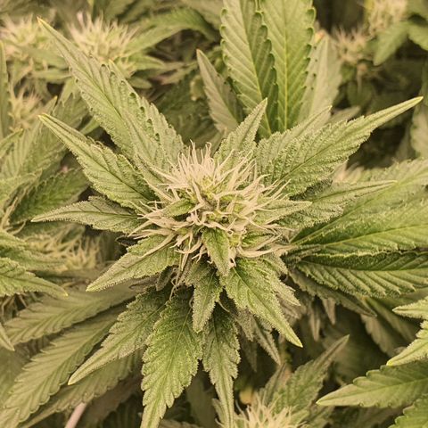 Bubba Kush growlog timeline photo