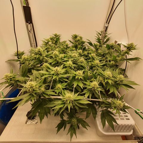 Bubba Kush growlog timeline photo